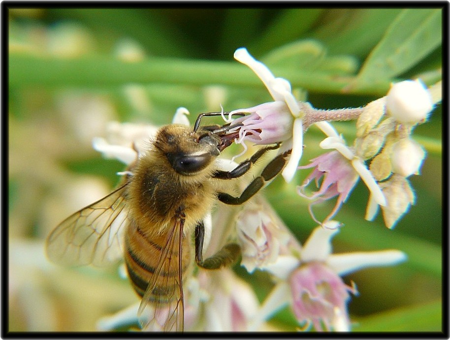 Prova macro con insetti piu'' impegnativi......